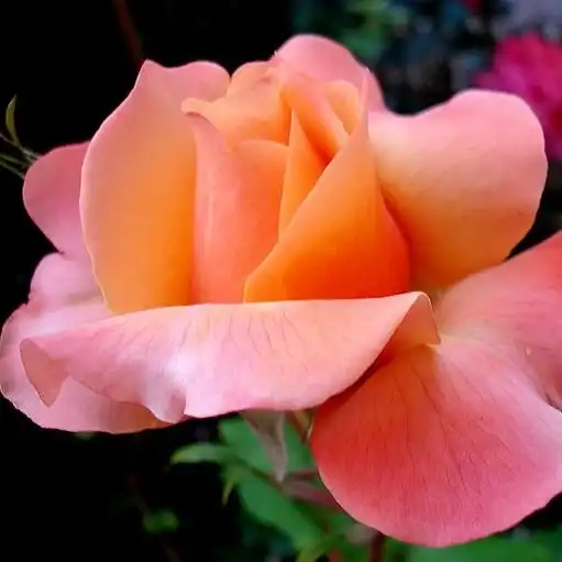 Galben - roz - Trandafiri - Frénésie™ - 